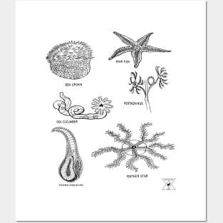Sea Creatures | Star Fish Sea Cucumber Sea Urchin Posters and Art